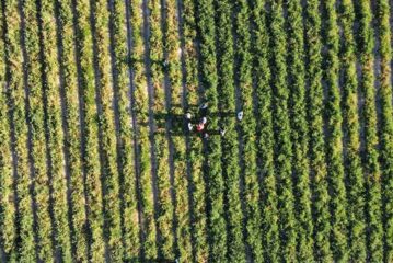 Bayer introduce los biológicos en el tomate de industria
