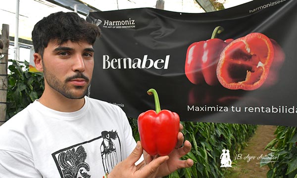 Ismael, técnico de la cooperativa MABE, muestra un fruto de Bernabel / agroautentico.com
