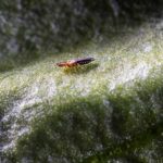 Koppert vence al Thrips parvispinus con dos nuevas soluciones biológicas