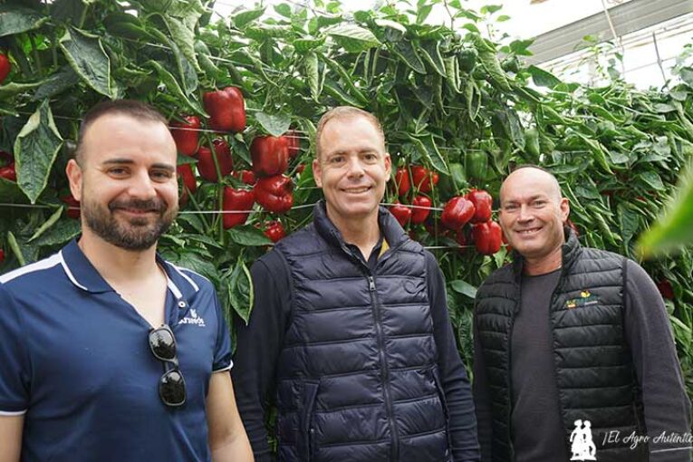 Ariete de Sur Seeds en la finca de Suahlsa en el mes de abril
