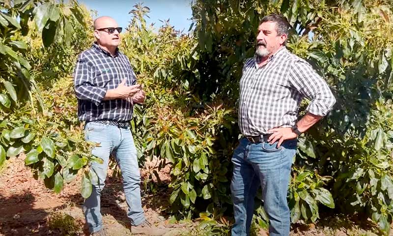 Cómo combatir el hongo aéreo en aguacate y reducir su incidencia en más de un 70%