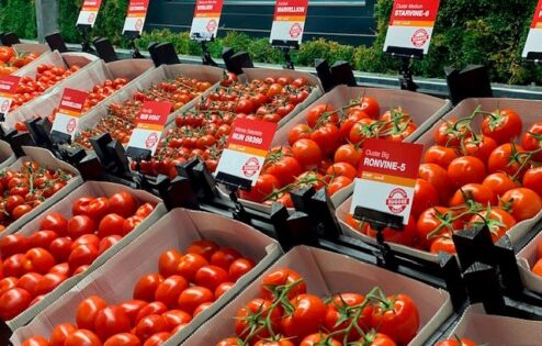 BASF | Nunhems inaugura el Centro de Experiencia del Tomate en los Países Bajos