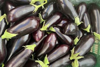 Hortyfruta levanta la extensión de norma sobre berenjena larga negra