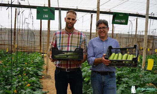 Calabacín blanco de Gautier Semences. Anouar Tadrhout y Manuel Martínez, del equipo de Gautier / agroautentico.com
