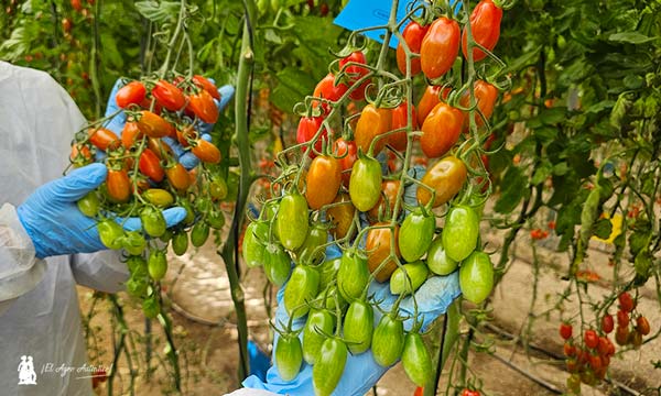 Nuevas variedades de tomate y sandía: resistencia y calidad-noticias-agroautentico.com