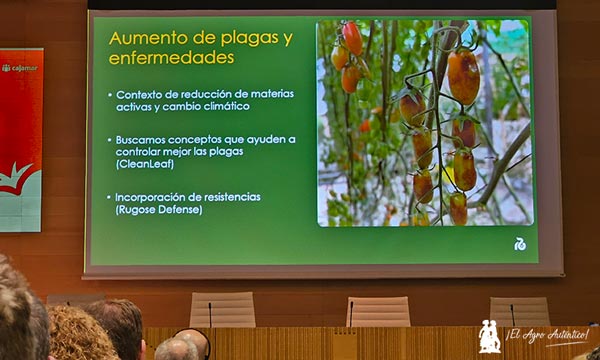 Aumento de plagas y enfermedades en tomate. Rijk Zwaan, marca Rugose Defense / agroautentico.com