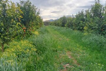 Día 18 de abril. Jornada de campo sobre manejo de cubiertas vegetales en cítricos