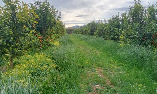 Jornada de campo sobre manejo de cubiertas vegetales en cítricos-noticias-agroautentico.com