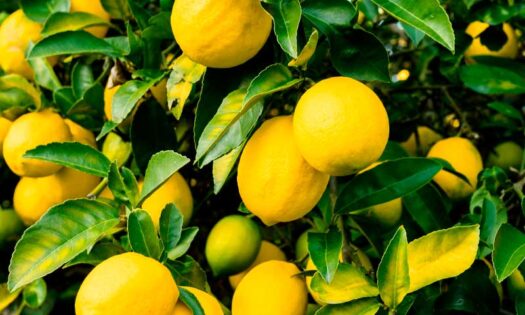 La crisis del limón: España acumula 400 millones de kilos sin recoger-noticias-agroautentico.com