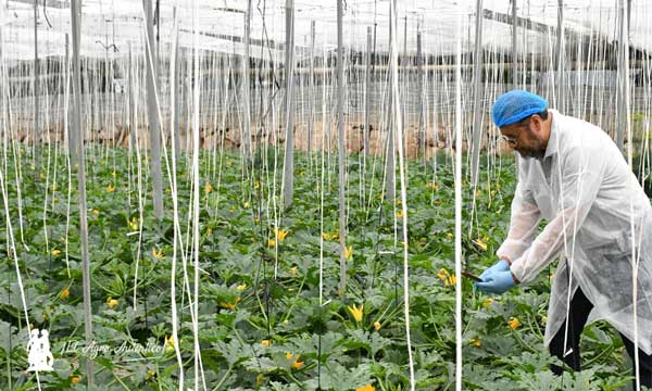 Plant Health Care vuelve a unir México con España a través de la agricultura