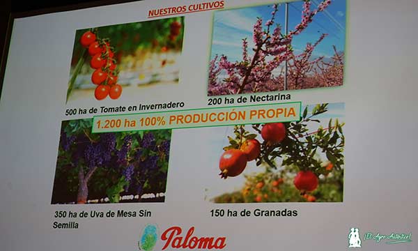 Producción del Grupo Hortofrutícola Paloma de Murcia / agroautentico.com