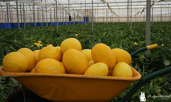 Recolección de melón amarillo de Magar en Almería / agroautentico.com