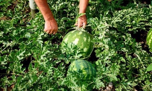 COAG pide más control al melón y sandía importados por almacenes de Almería