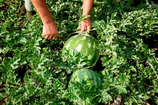 COAG pide más control al melón y sandía importados por almacenes de Almería