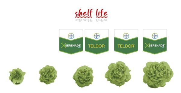 , Bayer complementa su oferta de soluciones biológicas en el cultivo de la lechuga-noticias-agroautentico.com