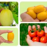 Melones enanos, tipo cherry, y con piel comestible. Ése es el proyecto que pretende desarrollar la compañía agroecológica Superfruiter en España