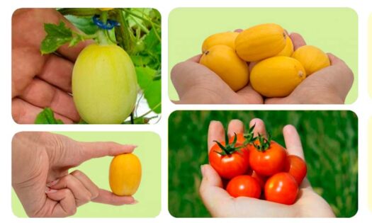 Melones enanos, tipo cherry, y con piel comestible. Ése es el proyecto que pretende desarrollar la compañía agroecológica Superfruiter en España