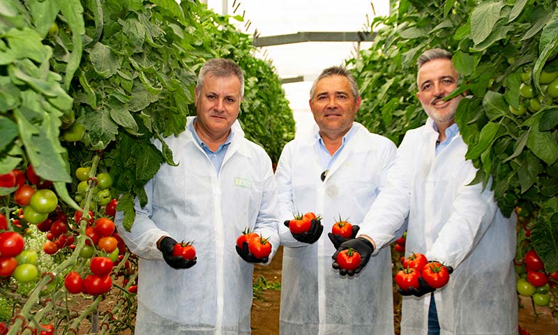 Yuksel Seeds lleva a Expolevante sus novedades en tomate frente al virus del rugoso