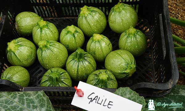 Variedad de calabacín verde claro redondo Galilee de Gautier / agroautentico.com