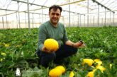 Magar abre la campaña de melón amarillo en su 40 aniversario
