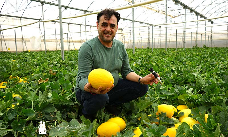 Magar abre la campaña de melón amarillo en su 40 aniversario