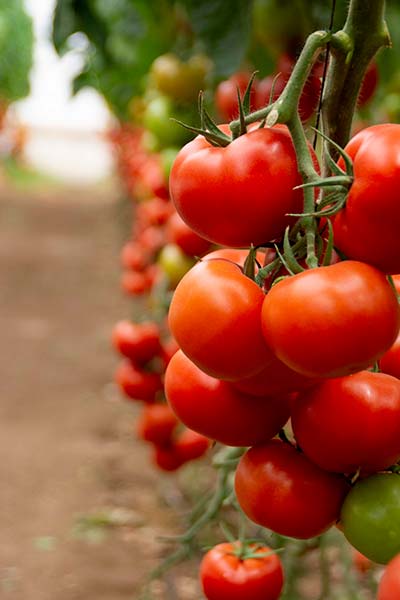 Yuksel Seeds lleva a Expolevante sus novedades en tomate frente al virus del rugoso-noticias 2-agroautentico.com