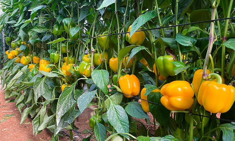 Bernabel y Bonáyar, producción y calibre hasta el fina