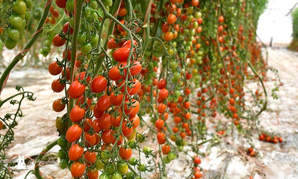 Tomate cherry Gabor resistente al virus del rugoso. Harmoniz / agroautentico.com