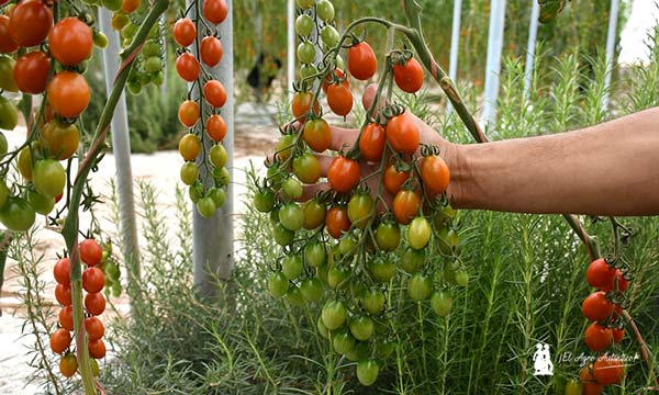 Tomate en invernaderos de Albuñol en la costa de Granada con Harmoniz / agroautentico.com