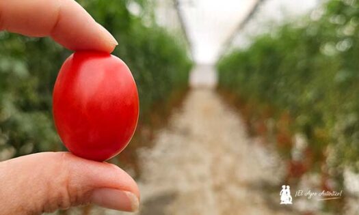 Tomate en invernaderos de Albuñol en la costa de Granada con Harmoniz / agroautentico.com