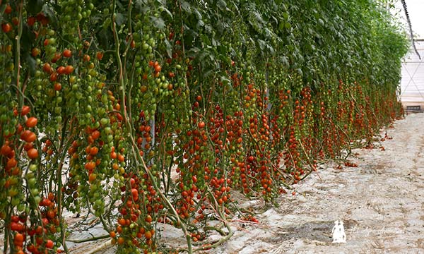 Tomate cherry pera Gabor de Harmoniz resistente al virus del rugoso / agroautentico.com