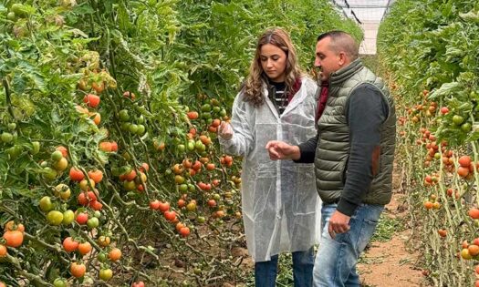 Cómo lograr más producción, calidad de la cosecha y rendimiento en cultivo de tomate bajo invernadero con Vellsam-noticias-agroautentico.com