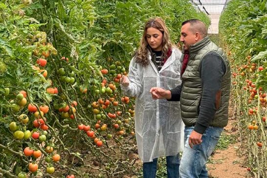 Vellsam lanza en su 25 aniversario nuevos productos para elevar los rendimientos en tomate