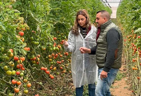 Vellsam lanza en su 25 aniversario nuevos productos para elevar los rendimientos en tomate