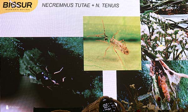 Nesidiocoris tenuis y Necremmus tutae frente a Tuta Absoluta. Control biológico con Biosur / agroautentico.com