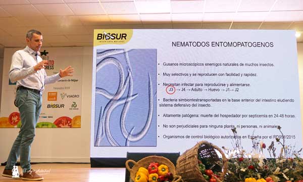 Víctor Molina, director técnico de Biosur, habla de nematodos entomopatógenos / agroautentico.com