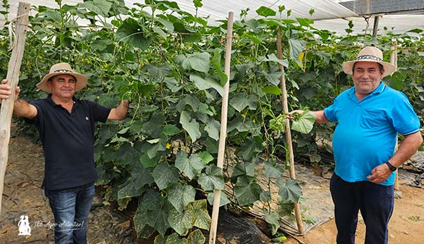 Bejo se estrena en el pepino tipo francés 