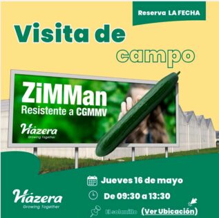 Jornada de pepino Zimman de Hazera- noticias-agroautentico.com