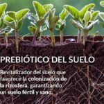 Kiplant Solevure es el nuevo prebiótico de Asfertglobal que aumenta la fertilidad y la salud de los suelos agrícolas