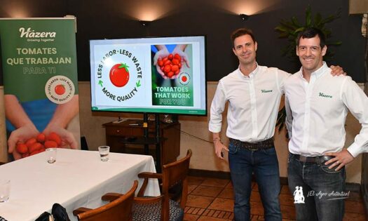 La nueva gama de tomate de Hazera: menos mano de obra, sin mermas y con más calidad