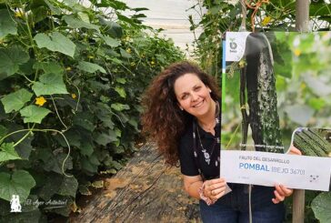 Bejo se estrena en el pepino tipo francés con la variedad Pombal