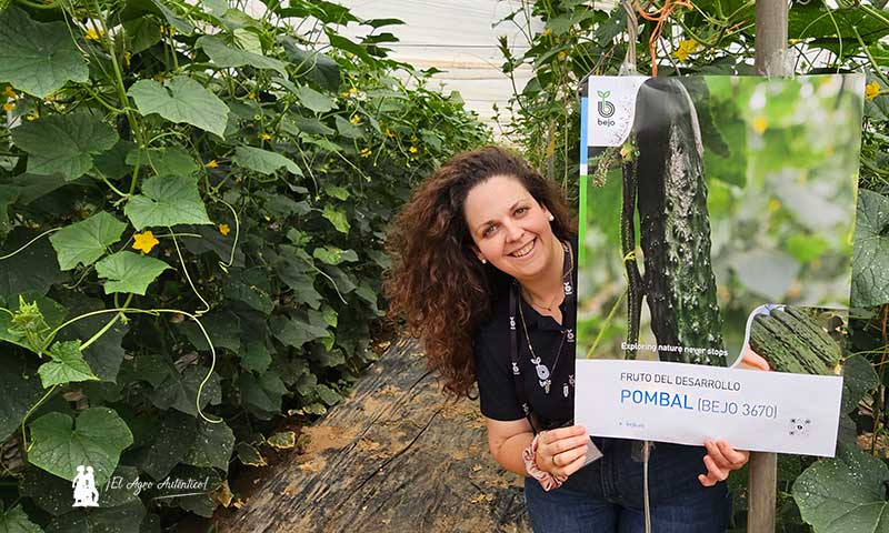 Bejo se estrena en el pepino tipo francés con la variedad Pombal