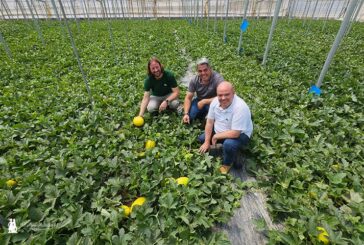 ‘De Fitó al mundo’: melón branco, amarillo, piel de sapo, galia y cantaloup