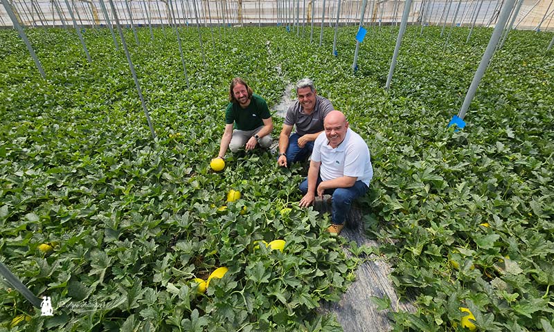 En la finca de Juan Gabriel Escobar (centro) se celebrará ‘Water & Melon Show’ con el lema ‘De Fitó al mundo’. Lo acompañan Miguel Ángel Fernández, especialista de cultivo de Fitó, y Juan Antonio Fernández, mejorador / agroautentico.com