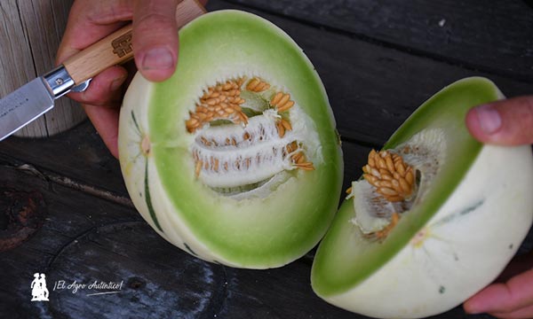Little Planet, melón tipo Dino de Semillas Fitó / agroautentico.com