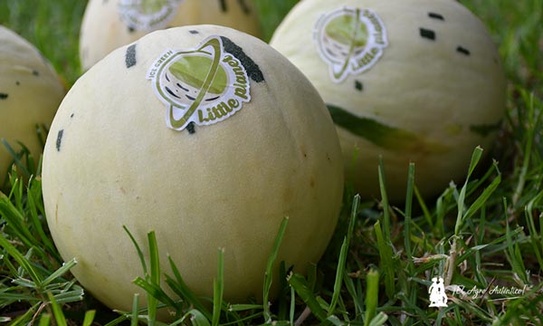 Melón Little Planet de Semillas Fitó / agroautentico.com