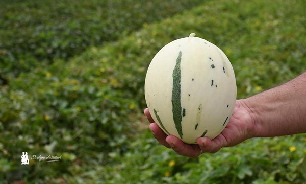 Melón Little Planet de Semillas Fitó / agroautentico.com