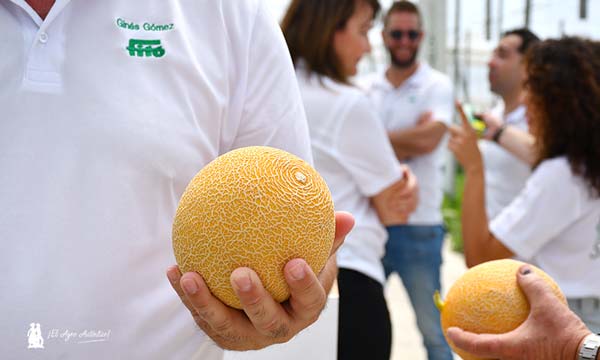 Melón galia de Semillas Fitó en Almería / agroautentico.com