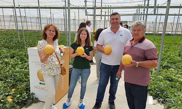 Melón galia de Semillas Fitó en Almería / agroautentico.com