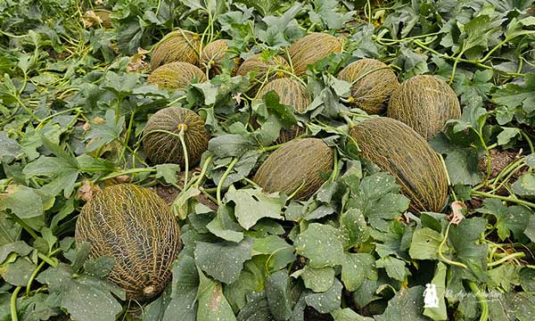 Melón piel de sapo de Syngenta con resistencia a Nueva Delhi-noticias-agroautentico.com